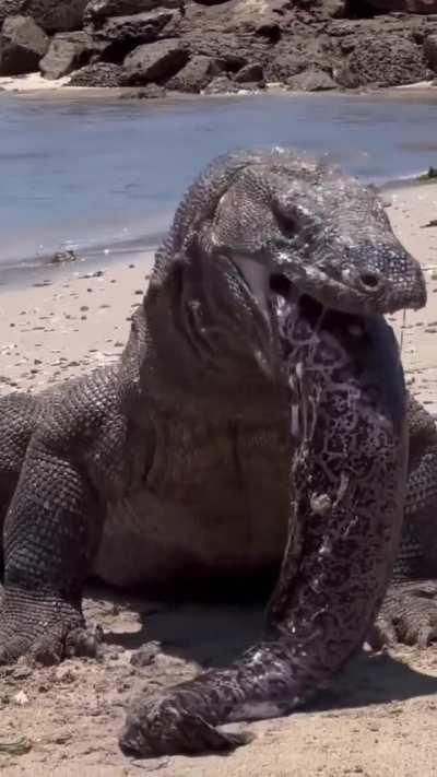 Komodo Dragon regurgitates a large Moray Eel 