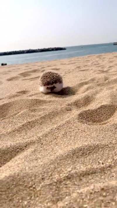 Mr. Chaco enjoying a day at the beach as well he might, it's awfully hard being this cute!