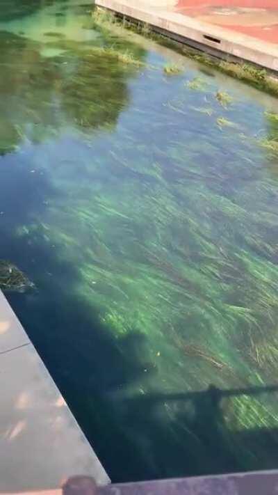 The way the grass waves looks similar to something Vincent van Gogh would think of.