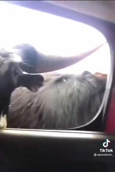 A family let a horse in the backseat of their car at the animal park, so a bunch of oxen decided to see if they could ride along too. The family was not enjoying their guests