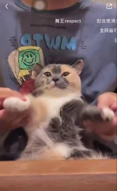 What the cat dancing to?