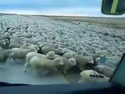 Ocean of sheep in the middle of the highway