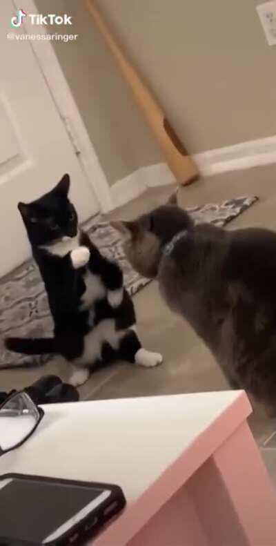 Square up pussycat