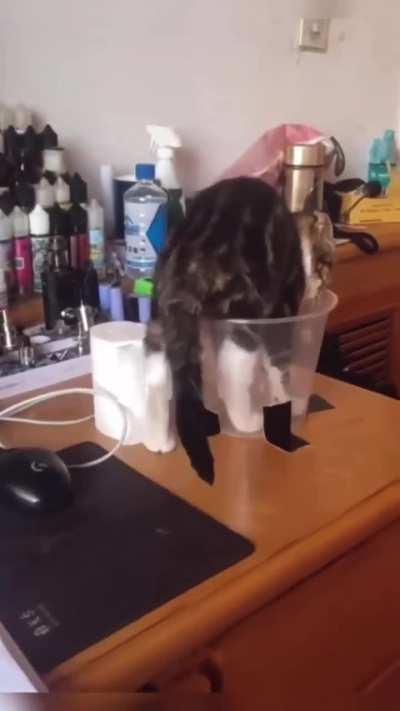 The way this cat goes into its cup 