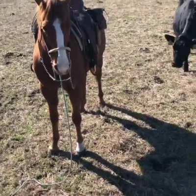 A horse protecting his owner from a cow whilst he tags its calf