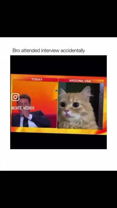 Orange cat being a orange cat on live television 