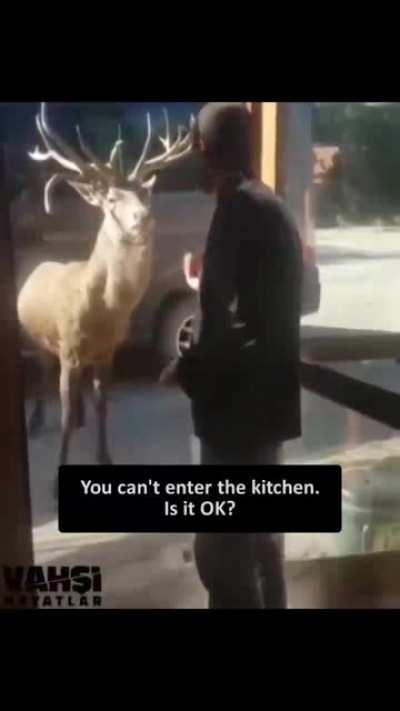 A Turkish man trying to talk with a deer