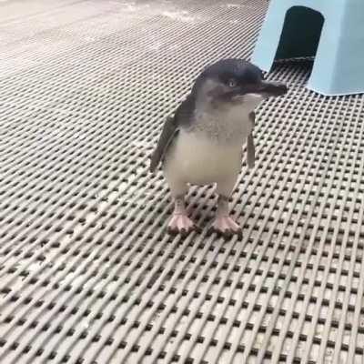 This little penguin noticed a very cute one.