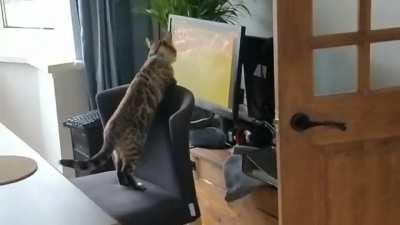 My kitty likes to watch the footy on her own little seat and screen