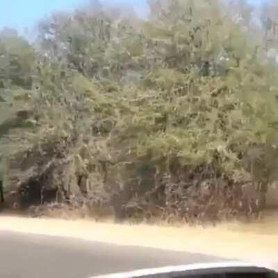 🔥 Impalas flying over the road to get away from a Cheetah!