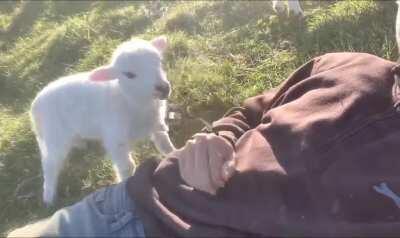 Cute lamb wants attention