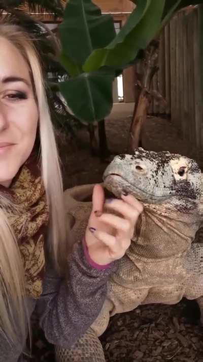 Caress a Komodo Dragon