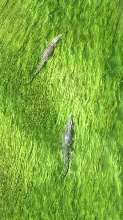 Crocodiles casually swim through grassy waters