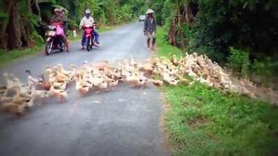 Ducks crossing the road by the thousands