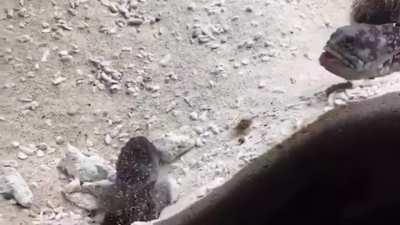 🔥 Sand War: These Two Fish Spitting Sands at Each Other