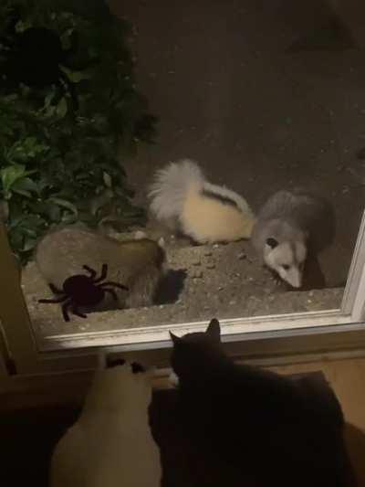 Fuzz and friends