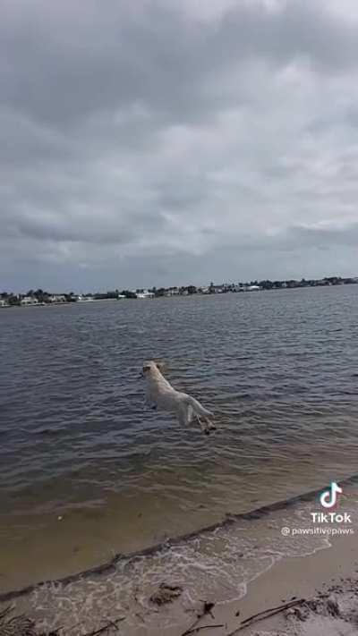 Dog gets epic airtime