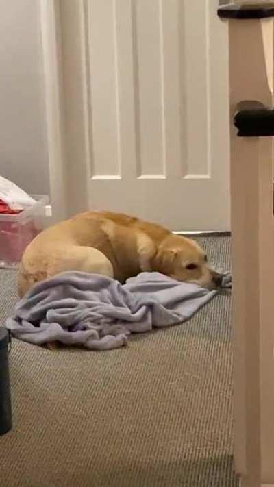 My sister has COVID so is isolating, but she is my dog’s favourite. He’s waiting outside her room because he misses her.