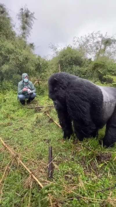 A Mountain Gorilla Beats His Chest at a Group of Humans.