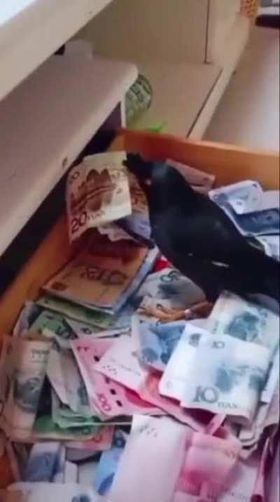 Pet bird, a Jungle Myna, has been trained to go out and look for cash, then bring it back home with him.