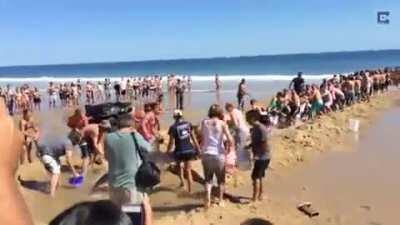 these tourists helping a shark that went offshore by dragging a 1500 pound shark back to the ocean