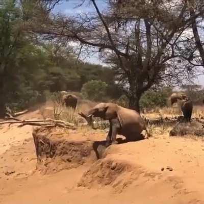 Baby elephant see, baby elephant do