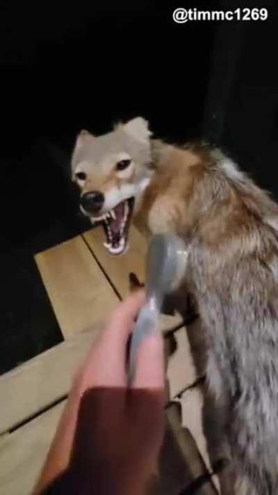 This stray dog wanted some brushing