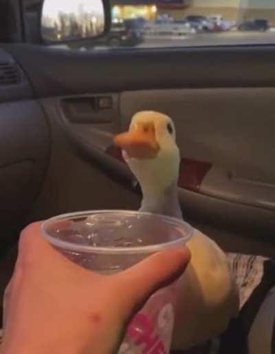 My friend sent me this video of a ducc hjönking for w o t e r