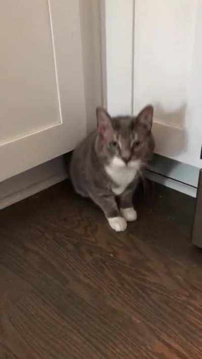 Here kitty kitty