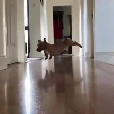 Zoomies Recorded On A Slippery Surface With Pupper Moving At Top Speed.