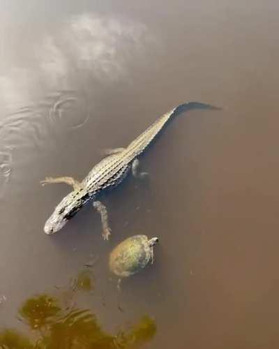 🔥 Turtle gives her friend alligator the high five 🔥