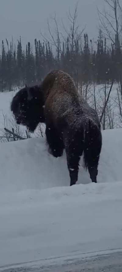 Bison in snow gives side-eye.