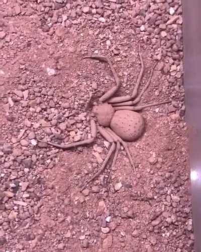 spider burying himself