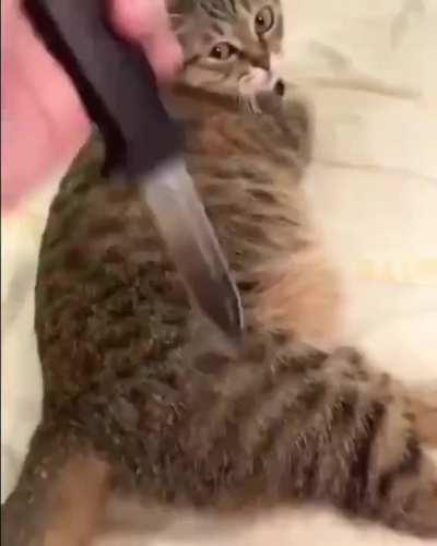 Poor kitty gets backstabbed :(