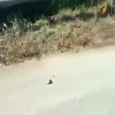 Rodent fights snake to get baby back