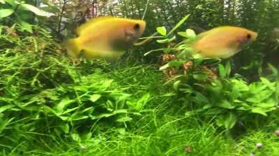 Female honey gourami pestering younger male