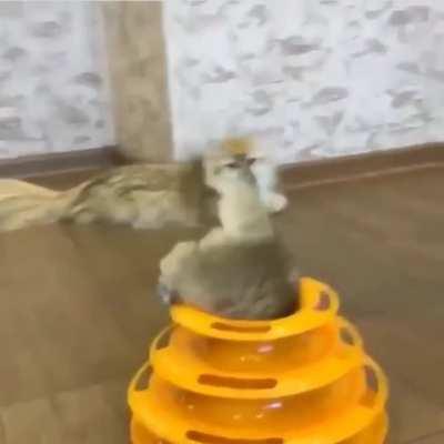 Kitten swallowed up by toy volcano.