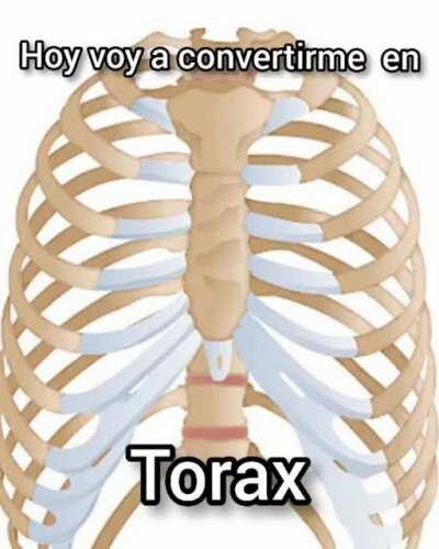 Torax