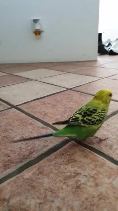 Smol birb makes a big jump out of the big house (don't try this at home unless you are also a budgie)