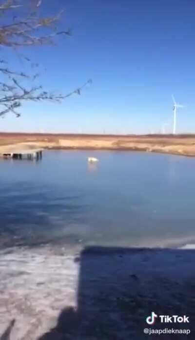 Dogs get pranked by a frozen lake