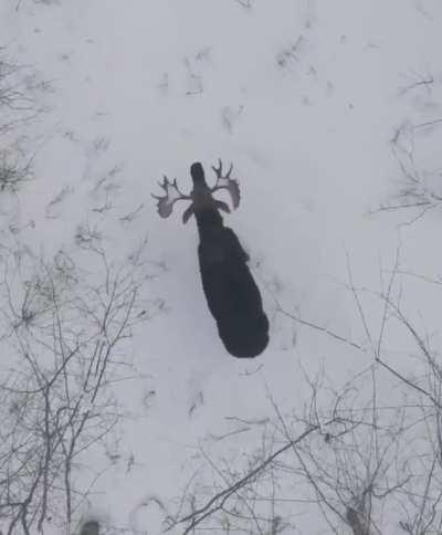 Rare footage of a moose shedding both its antlers captured with a drone in a forest in New Brunswick. Credit: Derek Burgoyne