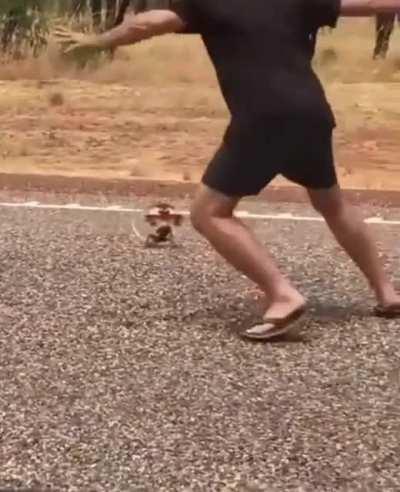 A Frilled Neck Lizard in defensive mode chases the guy away