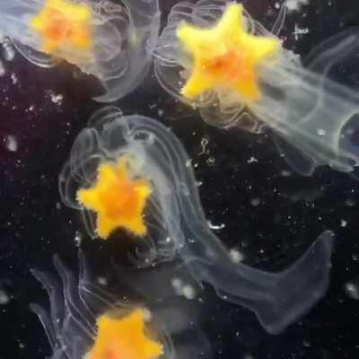 🔥 Many sea stars begin life as young fairy-like creature that floats through the open ocean. Eventually, a star forms within them (here in yellow) &amp;amp; the little fairy-like body sinks under the weight &amp;amp; a star pops out 🔥