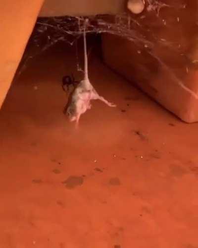 🔥 Redback spider envenomating a mouse trapped in its web