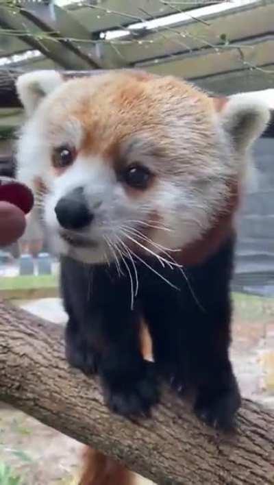 A Red Panda politely eating grapes