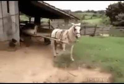 Parking skills of this donkey