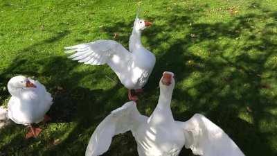 I am Doug, King of Geese! I've been visiting them for a couple years, they're usually happy to see me, but I have never seen so many of them move so fast.