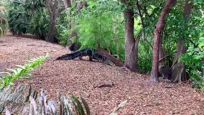 Big gator I found a few weeks ago