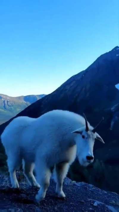 This strong looking mountain goat