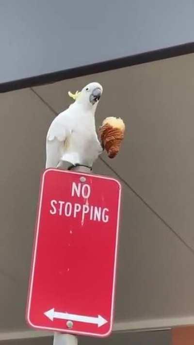 A Parrot eating a croissant.